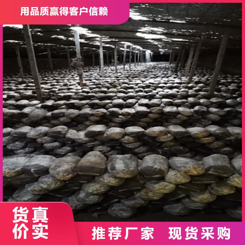
灵芝超细粉_云海灵芝种植专业合作社