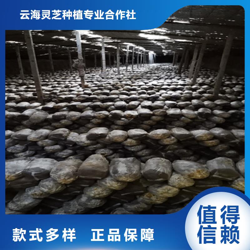 灵芝白头生产厂家_10年经验