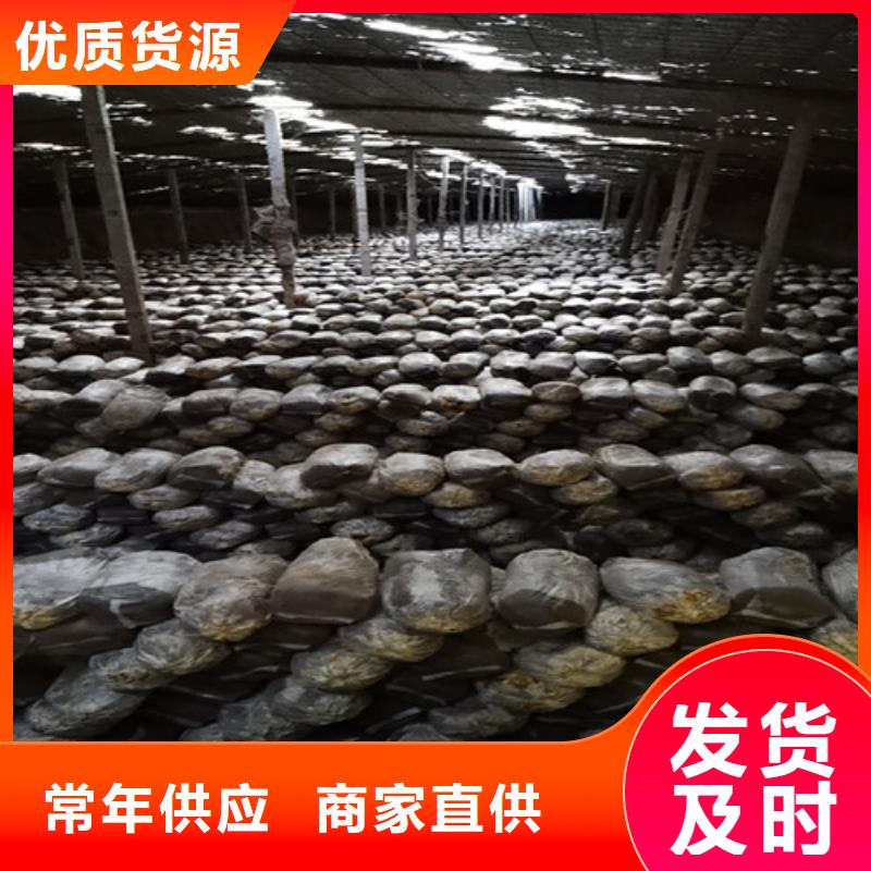 灵芝菌丝用途广