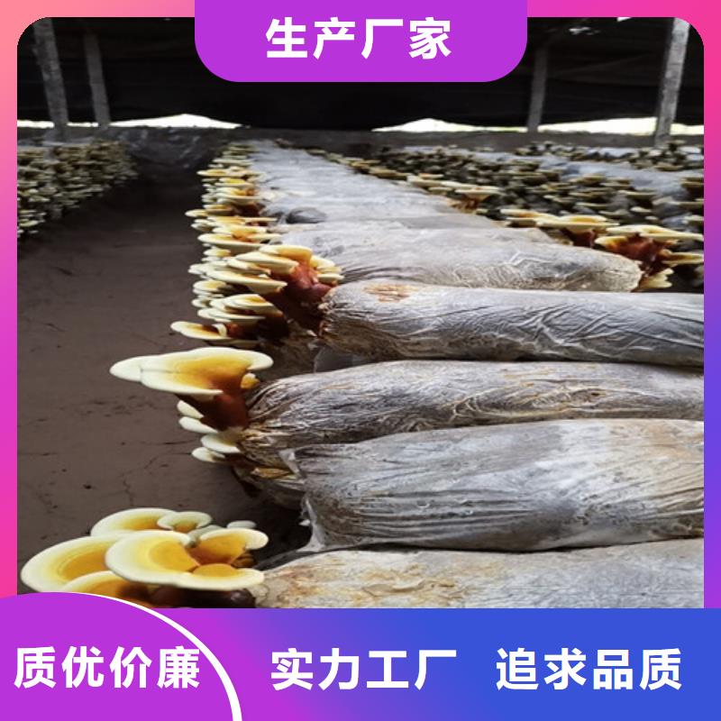 灵芝超微粉
品质高于同行