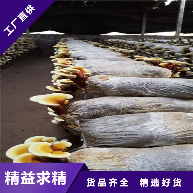 灵芝超细粉工厂直销