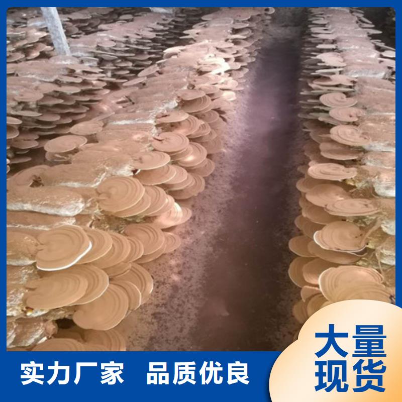 
孢子灵芝诚信商家