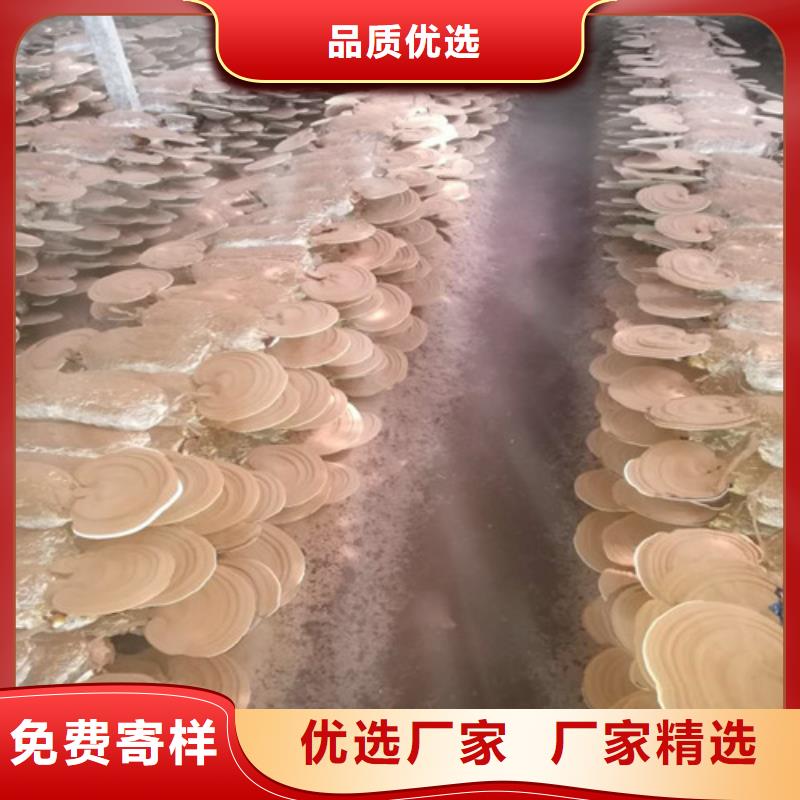 灵芝孢子粉采购热线