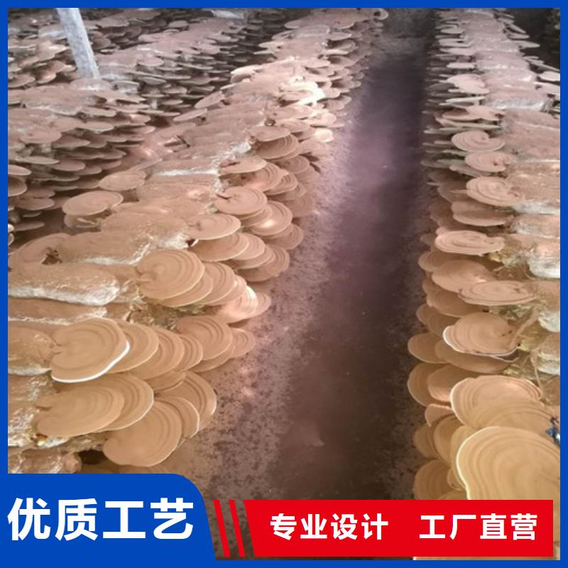 灵芝切片库存充足