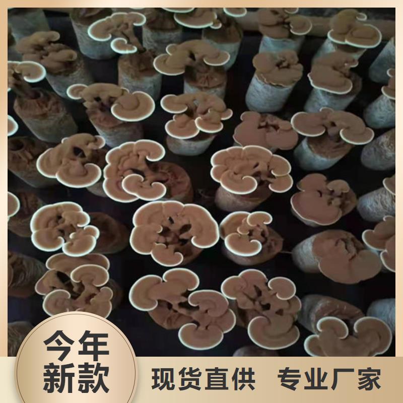 
灵芝孢子粉价格-厂家