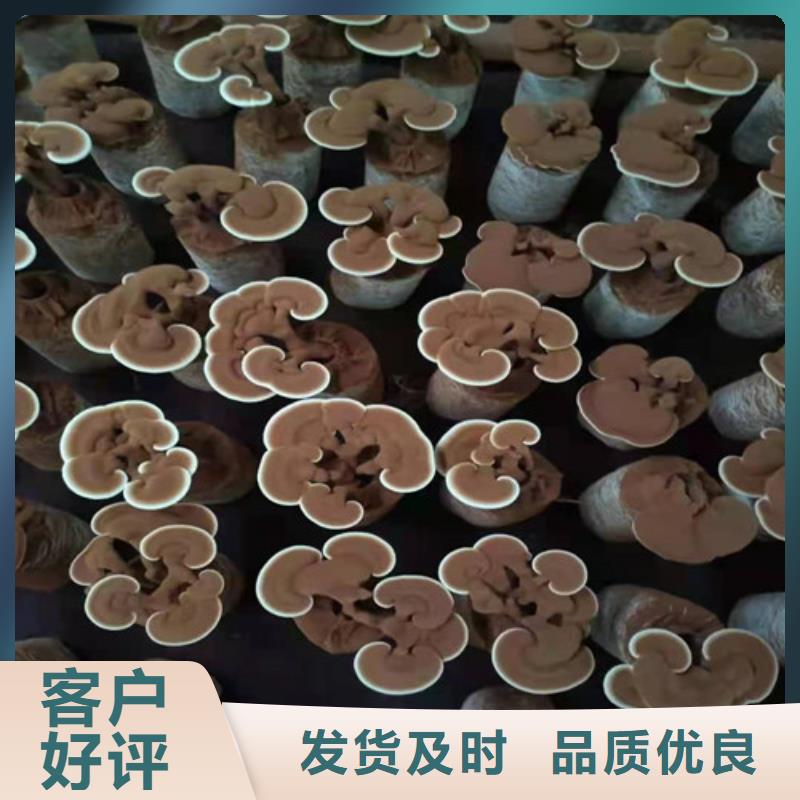 
灵芝超细粉生产定做