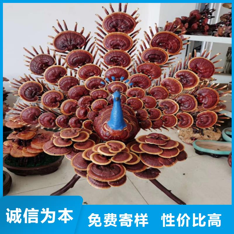 灵芝菌棒厂家现货销售