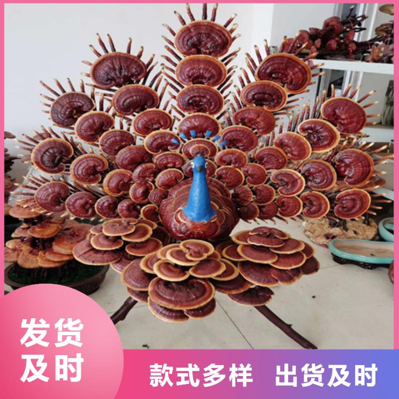 供应破壁灵芝粉_精选厂家
