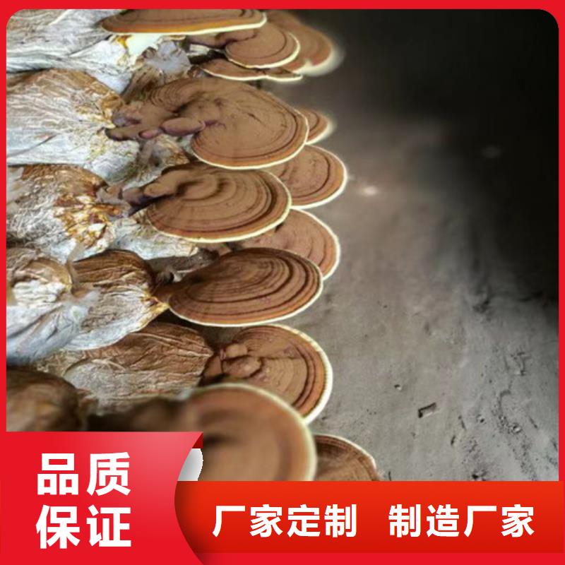 
灵芝粉-
灵芝粉质优价廉