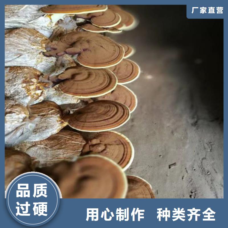 孢子灵芝现货充裕