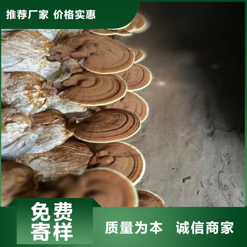 【灵芝孢子粉】灵芝菌种选择我们没错