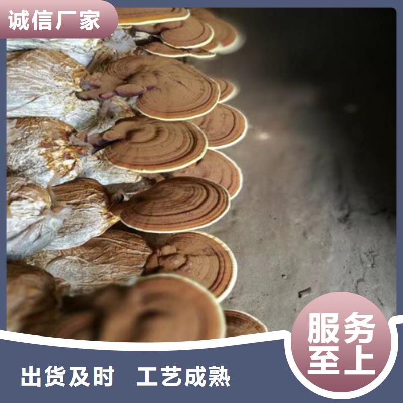 常年供应灵芝-省钱