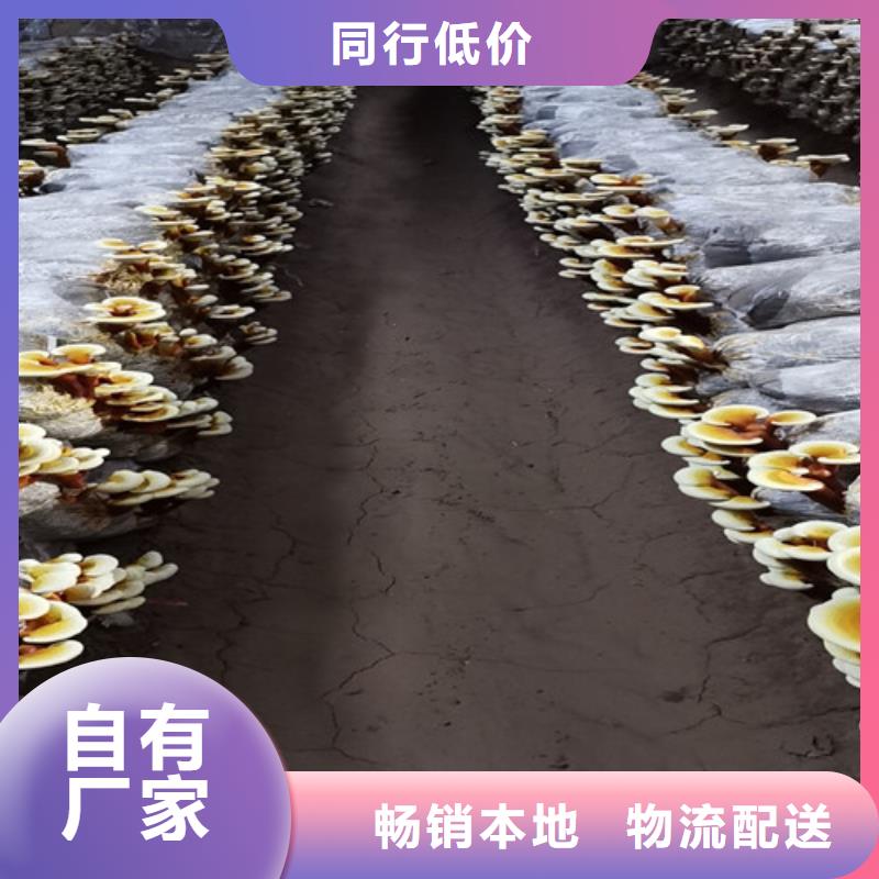 值得信赖的
灵芝超细粉生产厂家