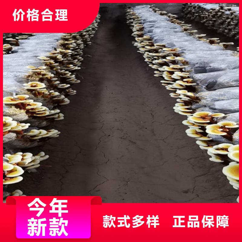 赤灵芝全国送货上门