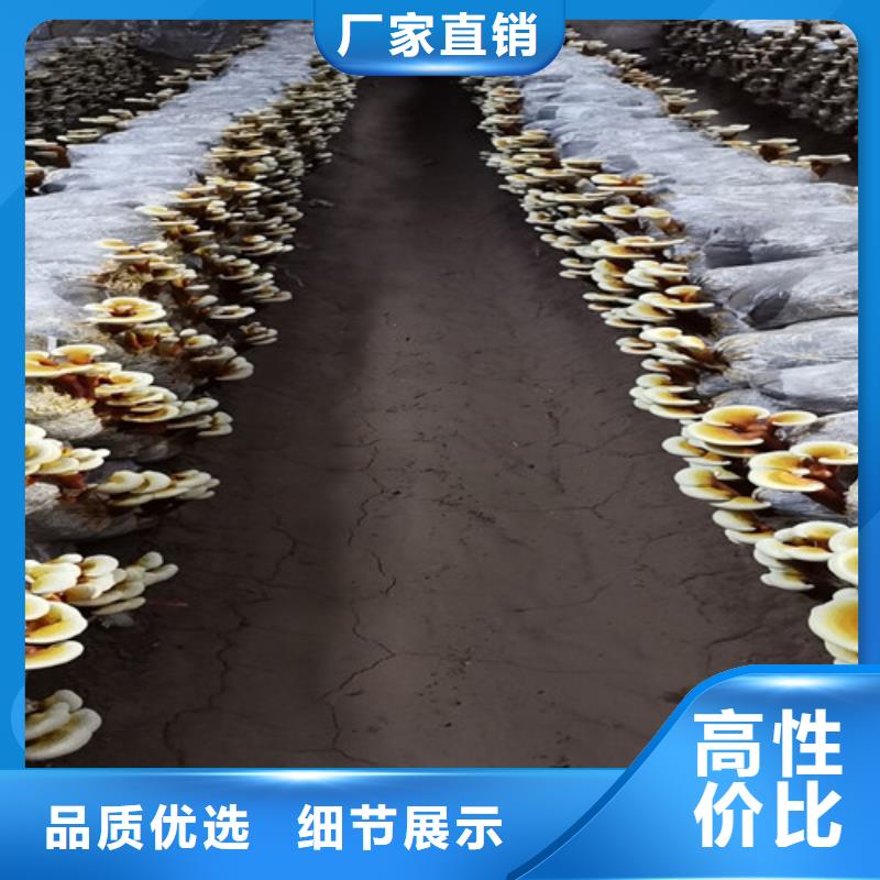 灵芝菌丝