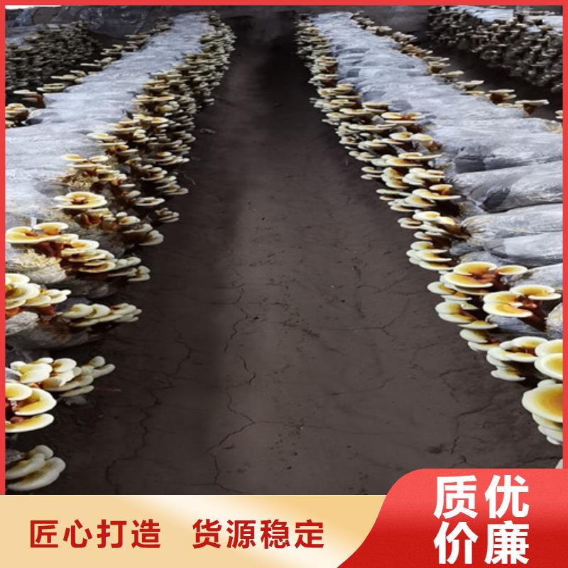 
灵芝粉-正规厂家
