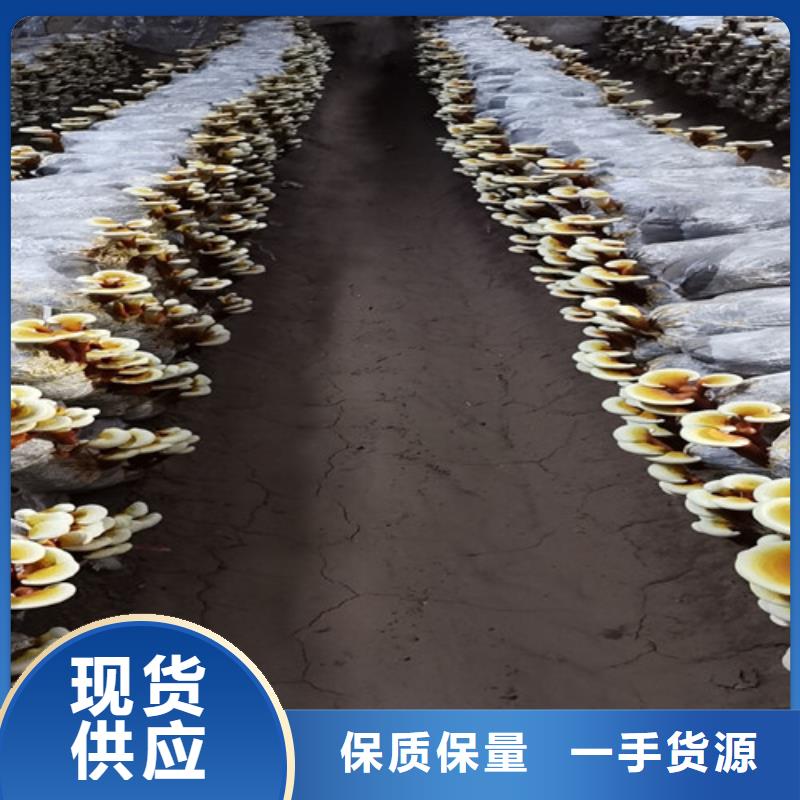 灵芝菌丝-灵芝菌丝全国配送