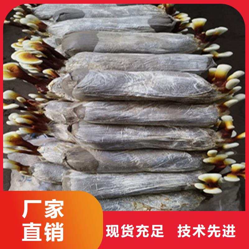 灵芝-灵芝可定制