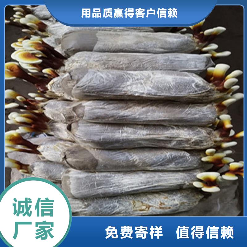 灵芝超微粉
便宜批发