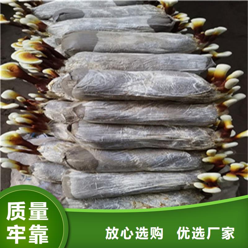买灵芝超微粉不要贪图便宜