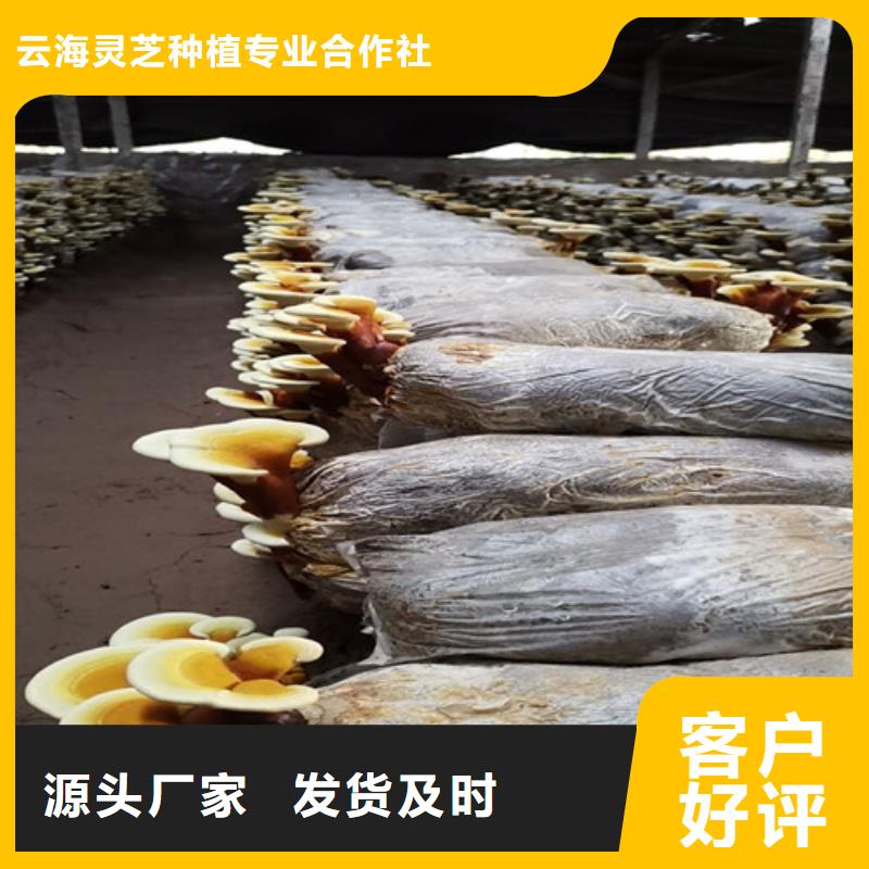 破壁灵芝粉-量大价优