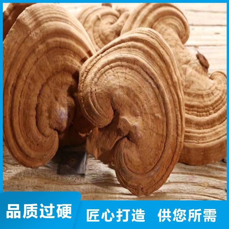 破壁灵芝孢子粉厂家供应