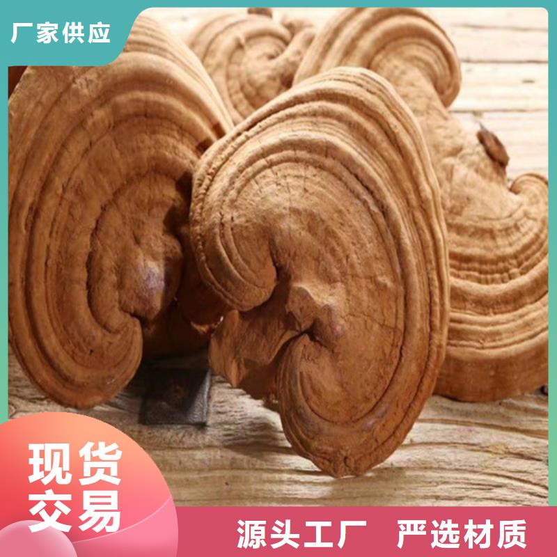灵芝超微粉公司报价