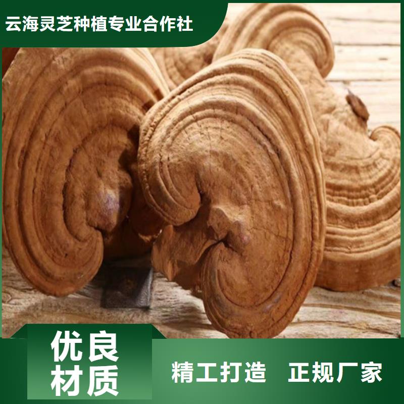 批发灵芝菌种的批发商