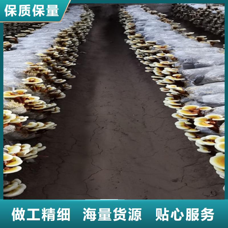 
孢子灵芝选择我们明智
