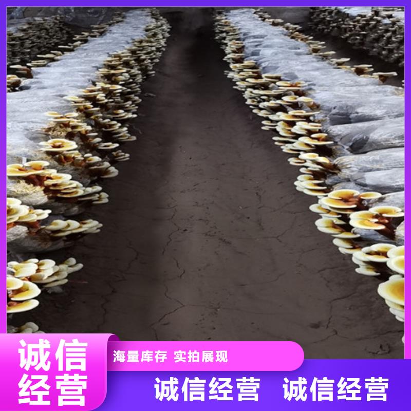 灵芝超细粉优质供货商