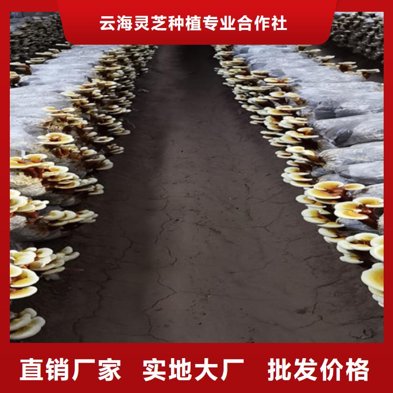 灵芝超微粉源头厂商