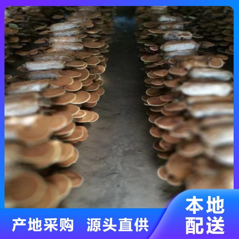 优选:灵芝孢子厂家