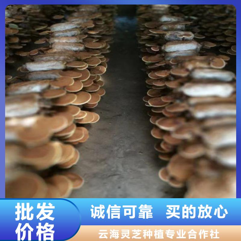 灵芝盆栽上门施工