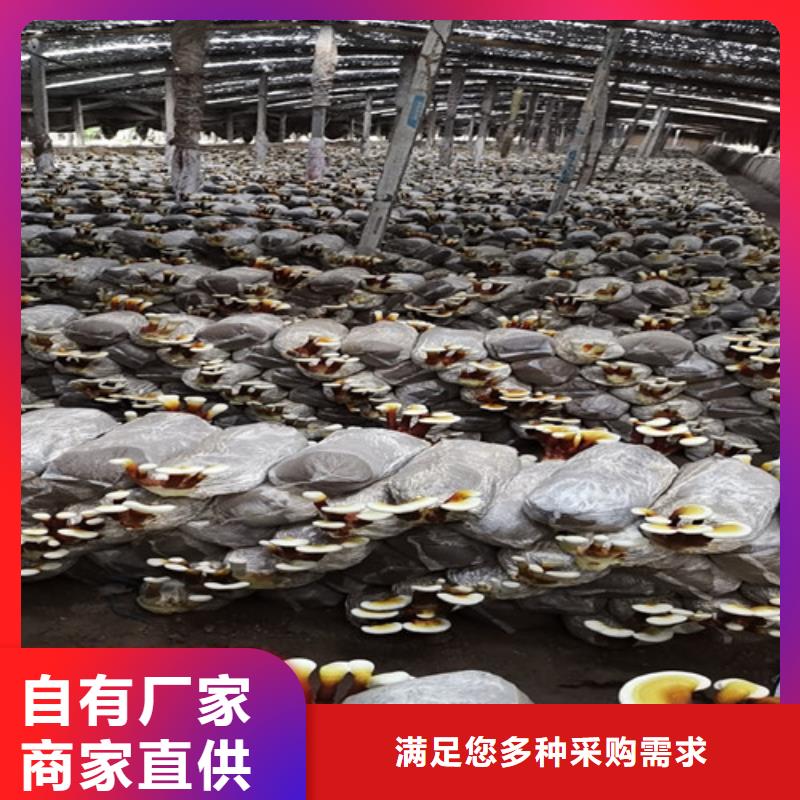 灵芝粉惊喜价格