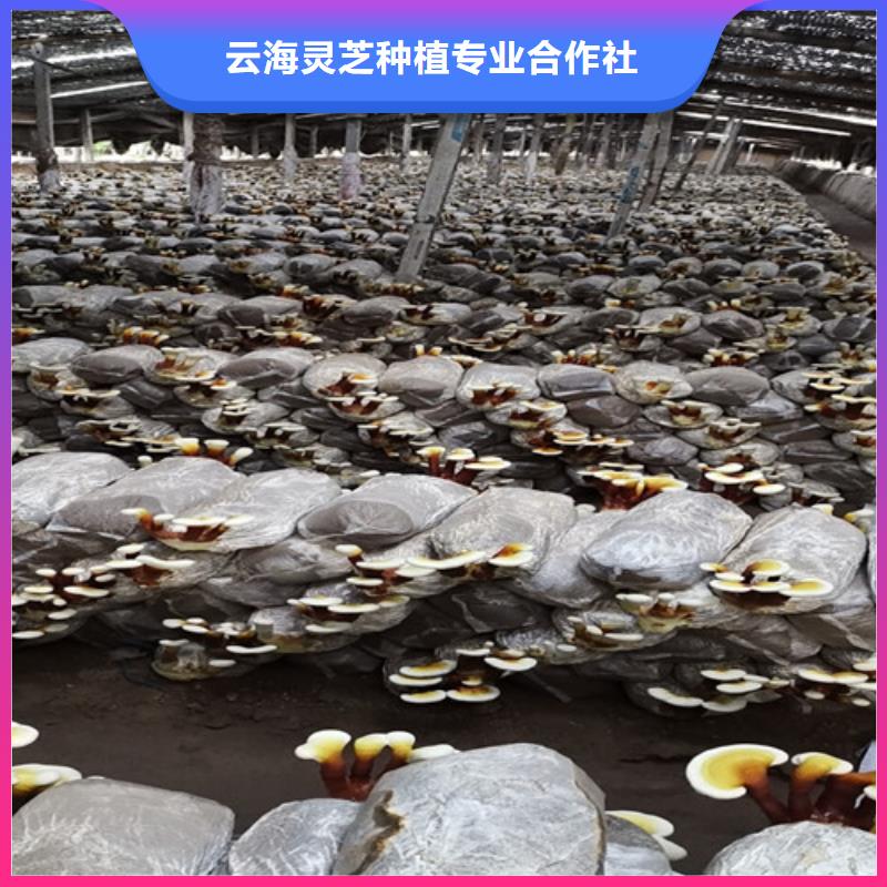 
孢子灵芝-高标准高质量