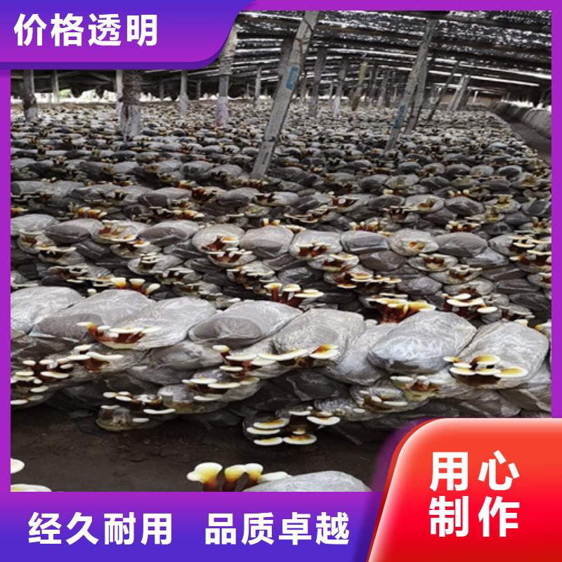 销售
孢子灵芝_品牌厂家