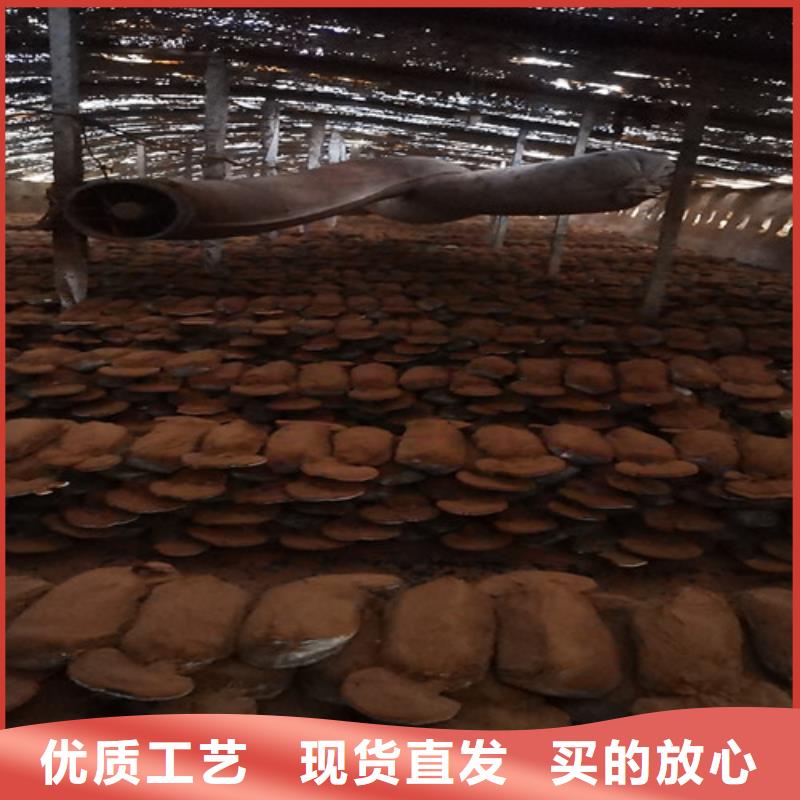 灵芝超微粉
-批发价格-优质货源