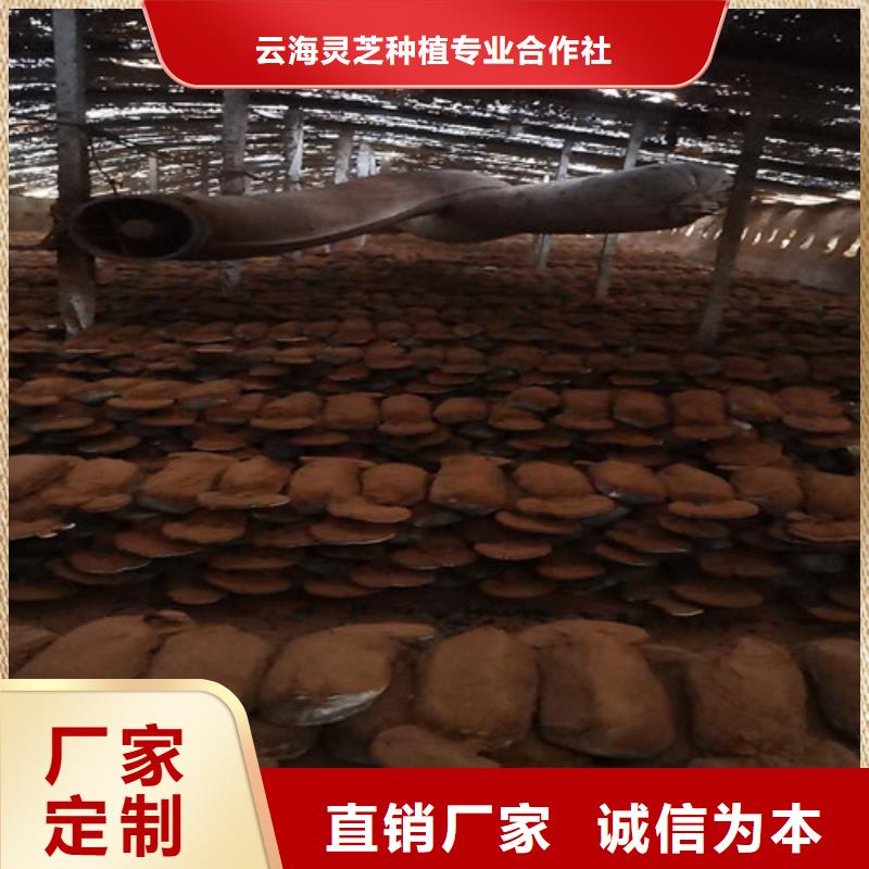 灵芝超微粉价格行情走势