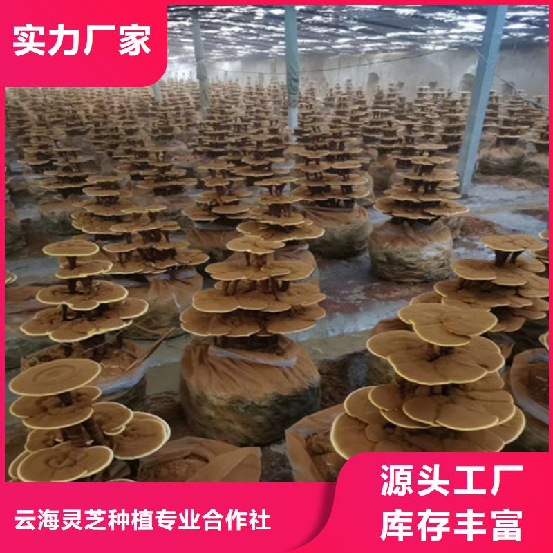 
灵芝超细粉生产定做