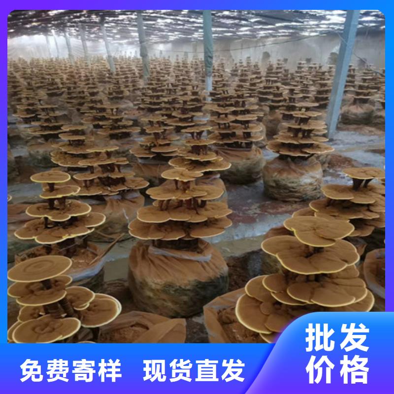 
灵芝孢子粉、
灵芝孢子粉厂家-找云海灵芝种植专业合作社
