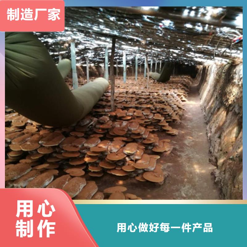 
灵芝孢子粉厂家，发货快