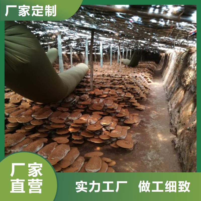 【灵芝孢子粉】灵芝菌种选择我们没错