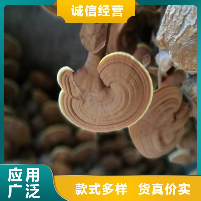 规格全的
灵芝超细粉现货厂家