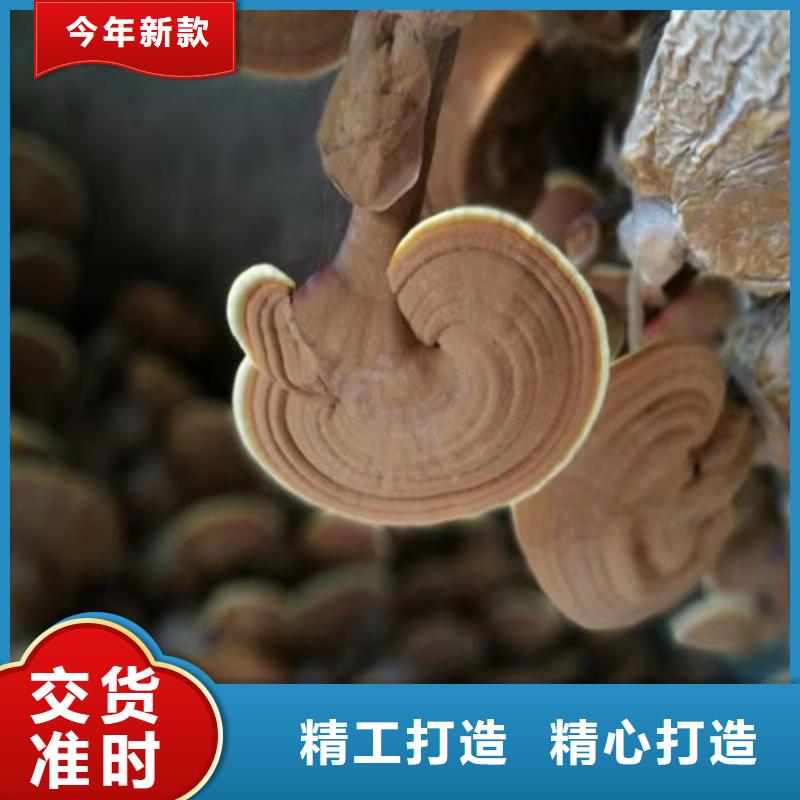 灵芝超微粉售后完善