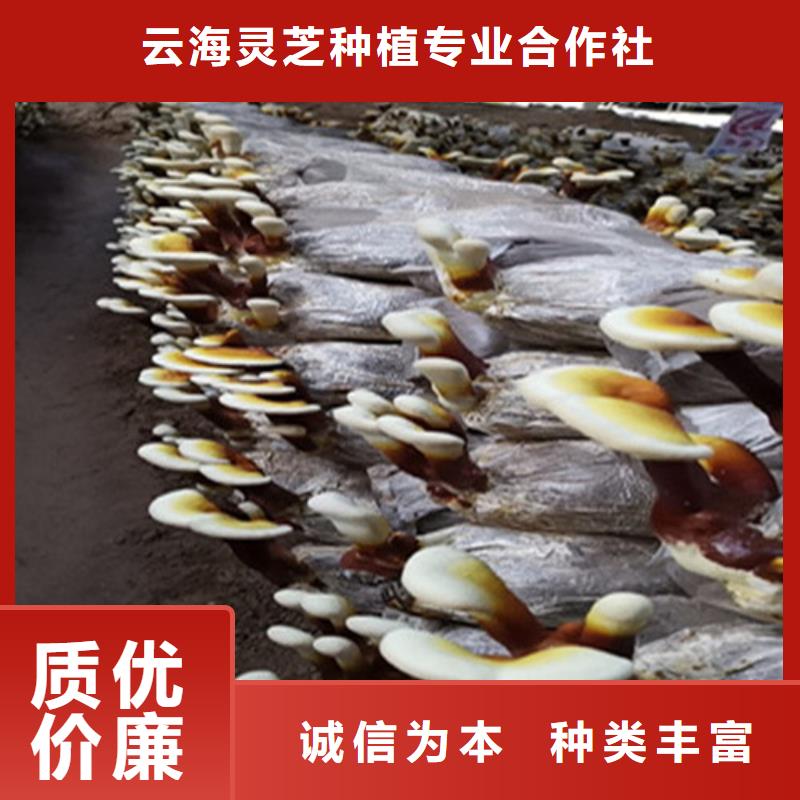 灵芝厂家