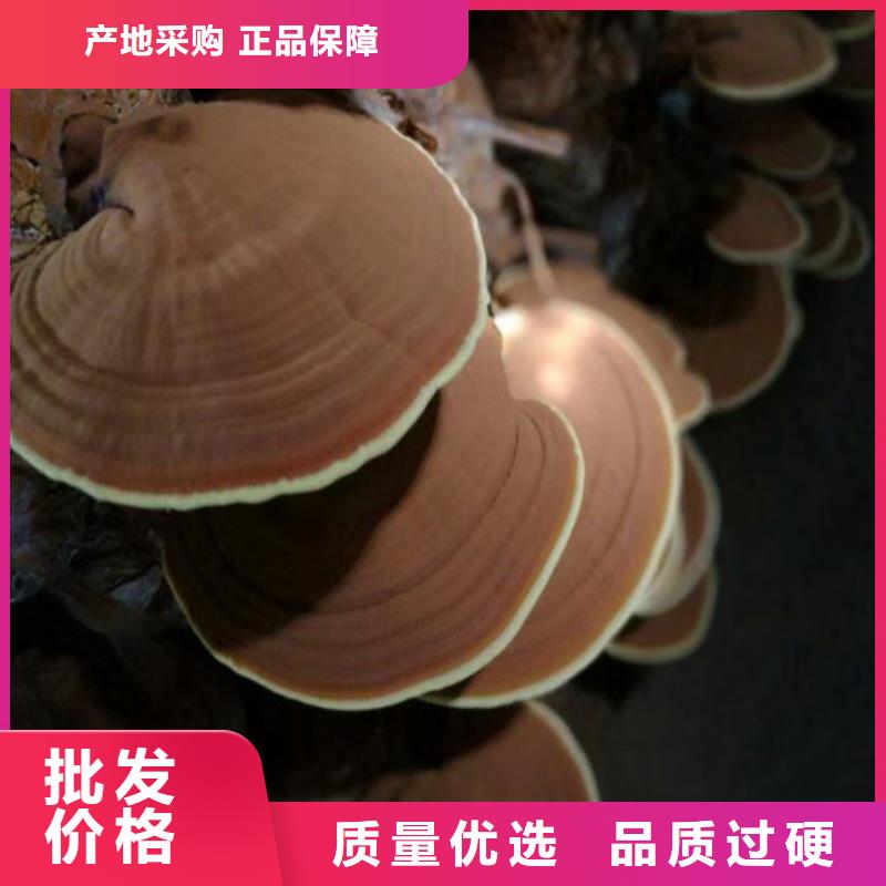 值得信赖的
灵芝超细粉生产厂家