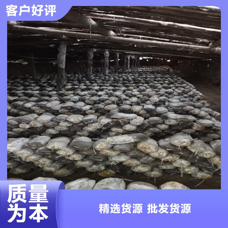 
孢子灵芝选择我们明智