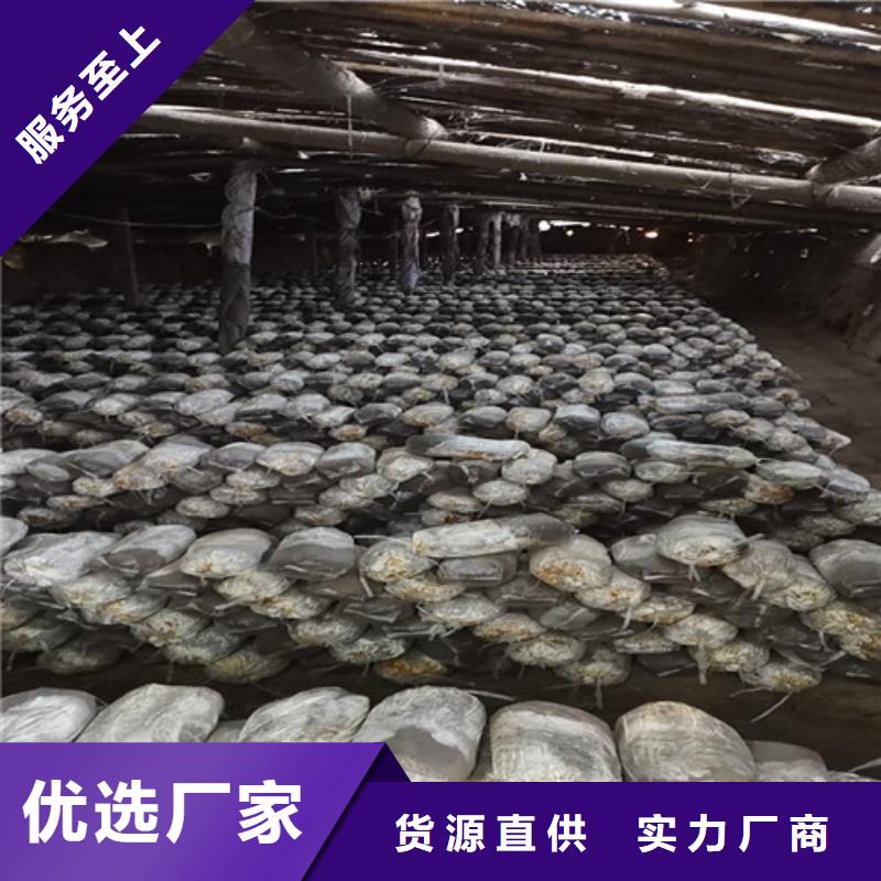 优质灵芝孢子粉