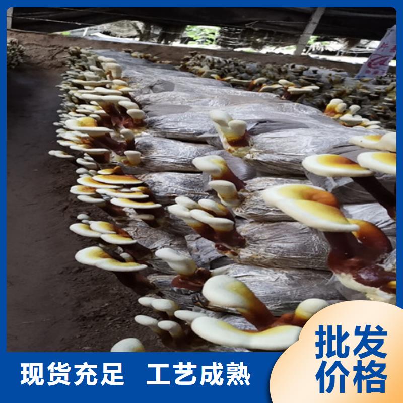 破壁灵芝粉质量上乘