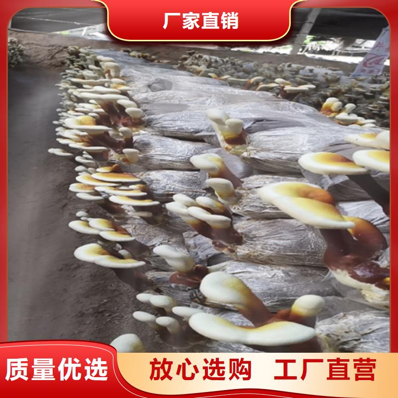 规格全的
灵芝超细粉现货厂家